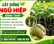 Cây Giống Ngũ Hiệp Đồng Tháp – Địa Chỉ Cung Cấp Cây Giống Chất Lượng, Uy Tín Cho Nhà Vườn